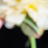 はな 屋根裏予約料 (コース料金別途)