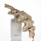 ワンダーフォーゲル