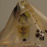 シルフィム|絶滅した薬草