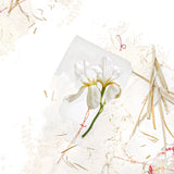 ブラン サダ|阿部貞のおしろい