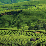 スモーキーソウル