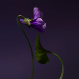 ヴァイオレットショット