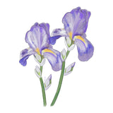 スプレンディリス