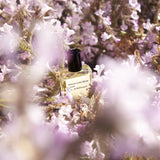 No.4 ボワ ドゥ バランクール|バランクールの森