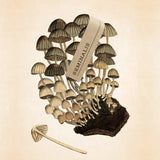 セミナリス|精子