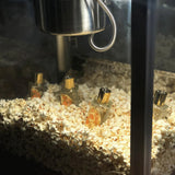 ラ ファン デュ モンド|世界の終わり