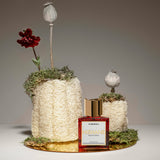 チュべローザ|チュベローズ