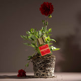 ヴェイン アンド ナイーブ|虚栄心と世間知らず