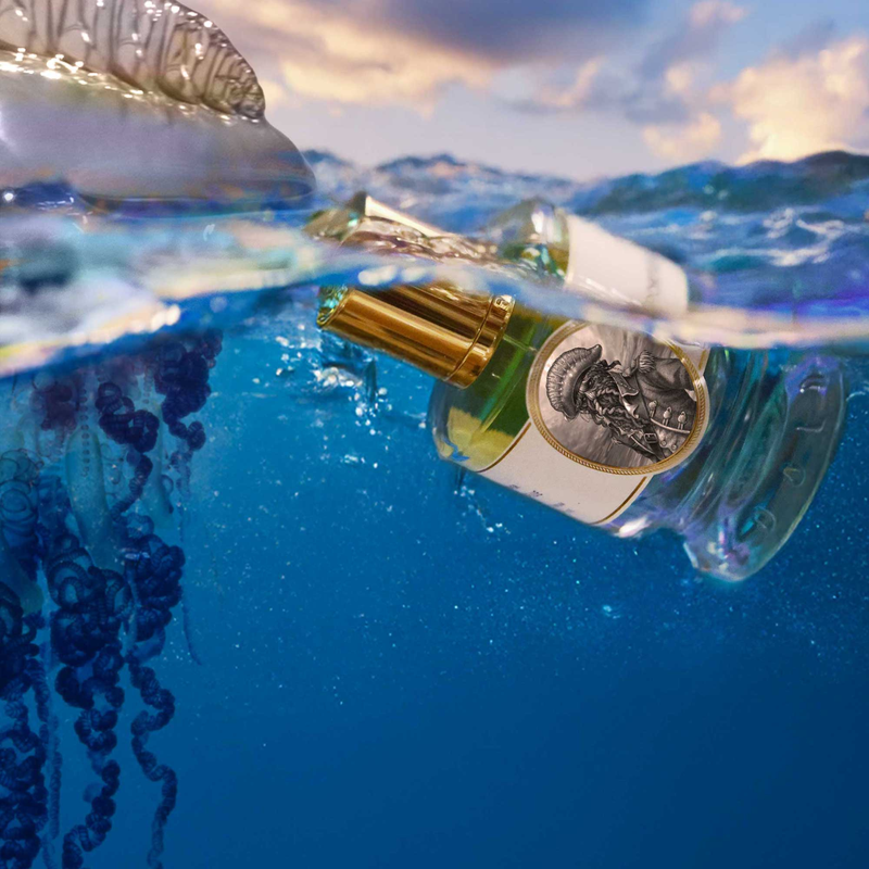 ポーチュギーズ マノウォー｜カツオノエボシ