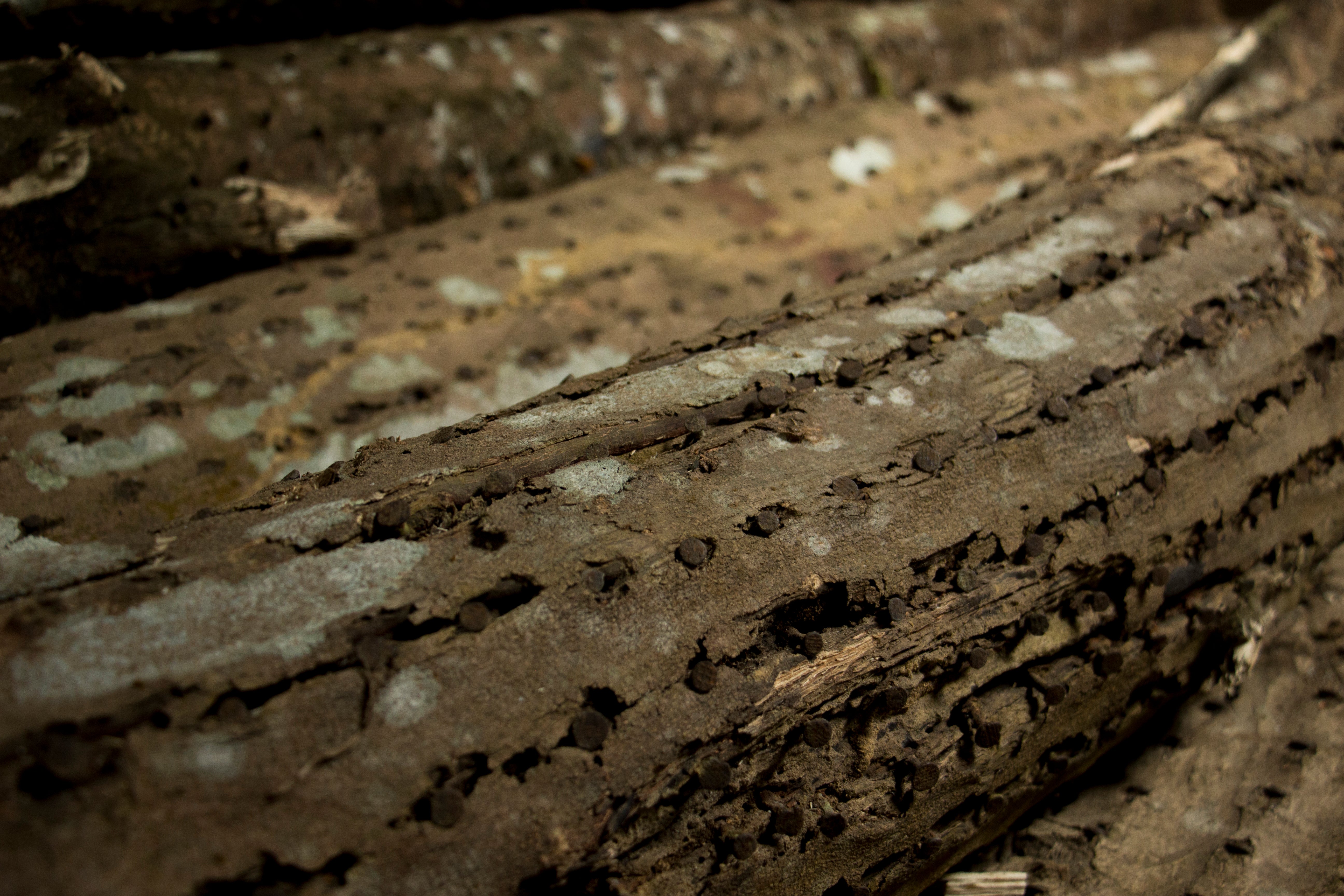 ウード──貴重なる精髄