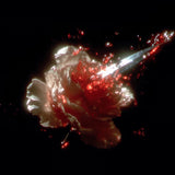 アンサン ノワール｜血の告白