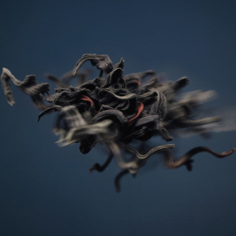 ジョードプル 6AM｜インド北西部、ジョードプル 午前6時