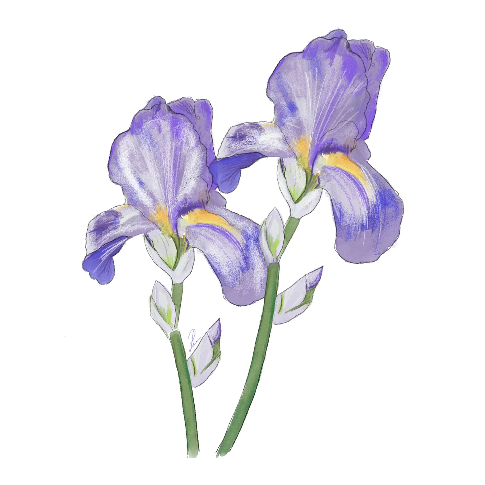 スプレンディリス – NOSE SHOP